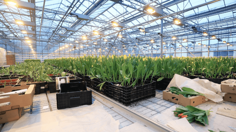 Informação é poder — Aldo Vendramin explica como o uso inteligente de dados impulsiona produtividade e decisões no agronegócio.